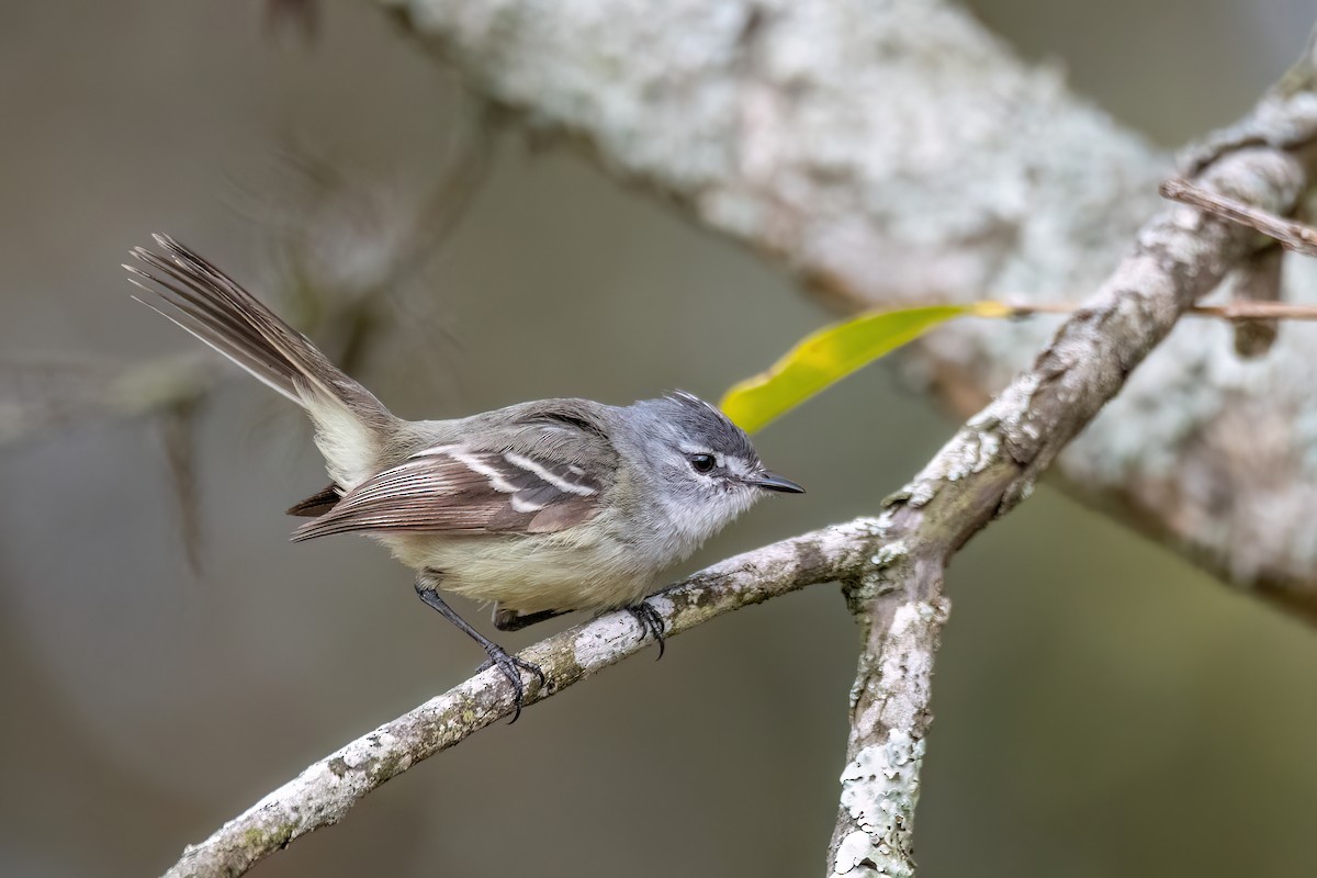 White-crested Tyrannulet - ML641398601