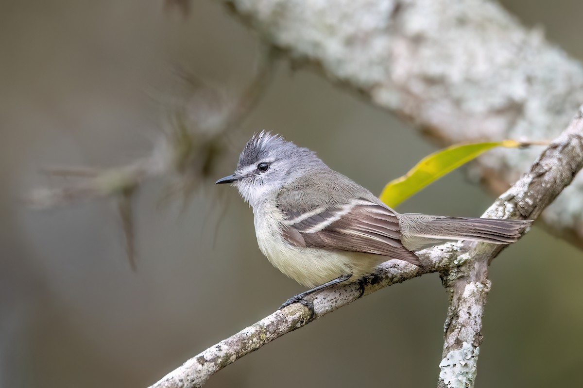 White-crested Tyrannulet - ML641398602