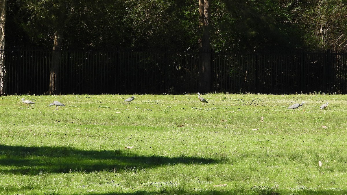White-faced Heron - ML641398603
