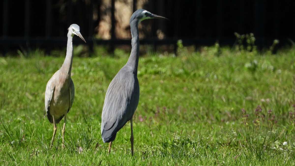 White-faced Heron - ML641398604