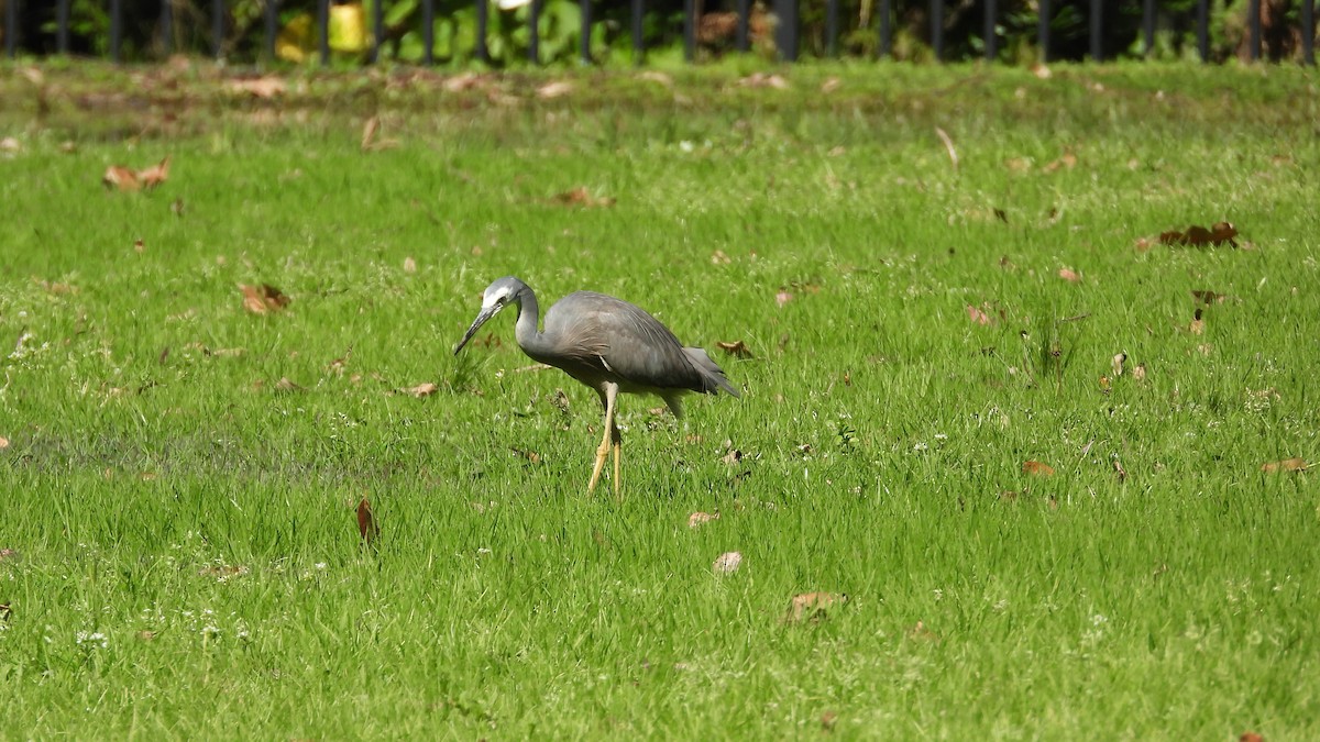 White-faced Heron - ML641398605