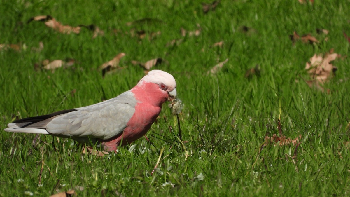 Galah - ML641398616