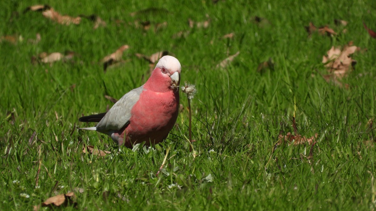 Galah - ML641398617