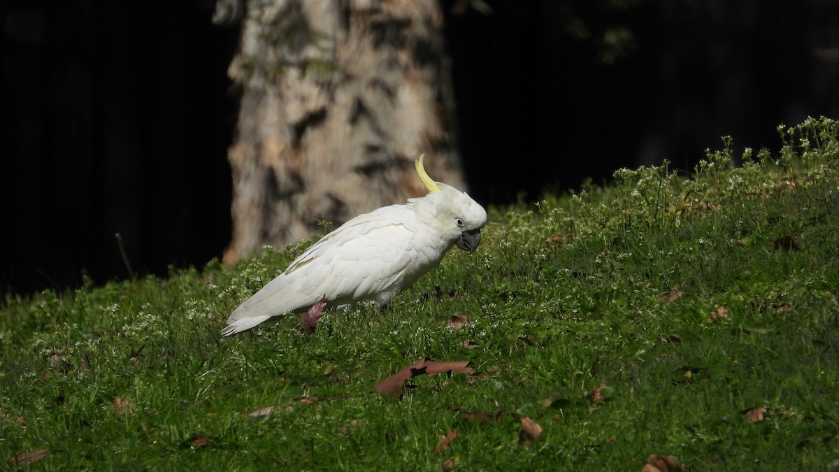 Sulphur-crested Cockatoo - ML641398624