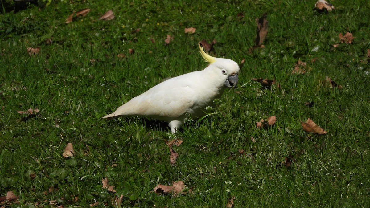 Sulphur-crested Cockatoo - ML641398625