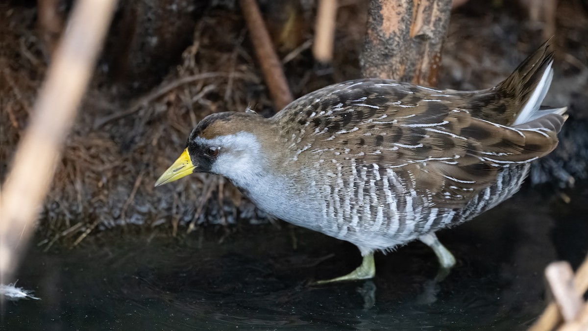 Sora - ML641398652
