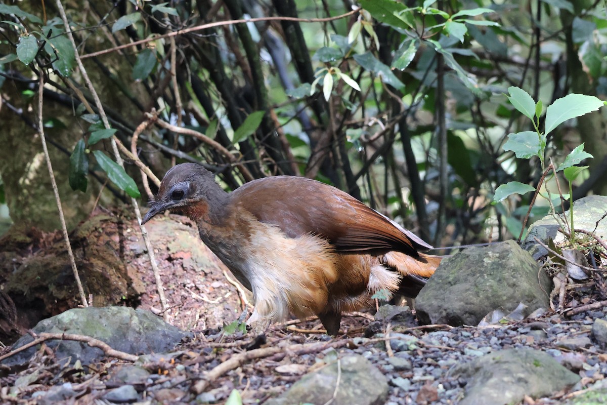 Albert's Lyrebird - ML641398705