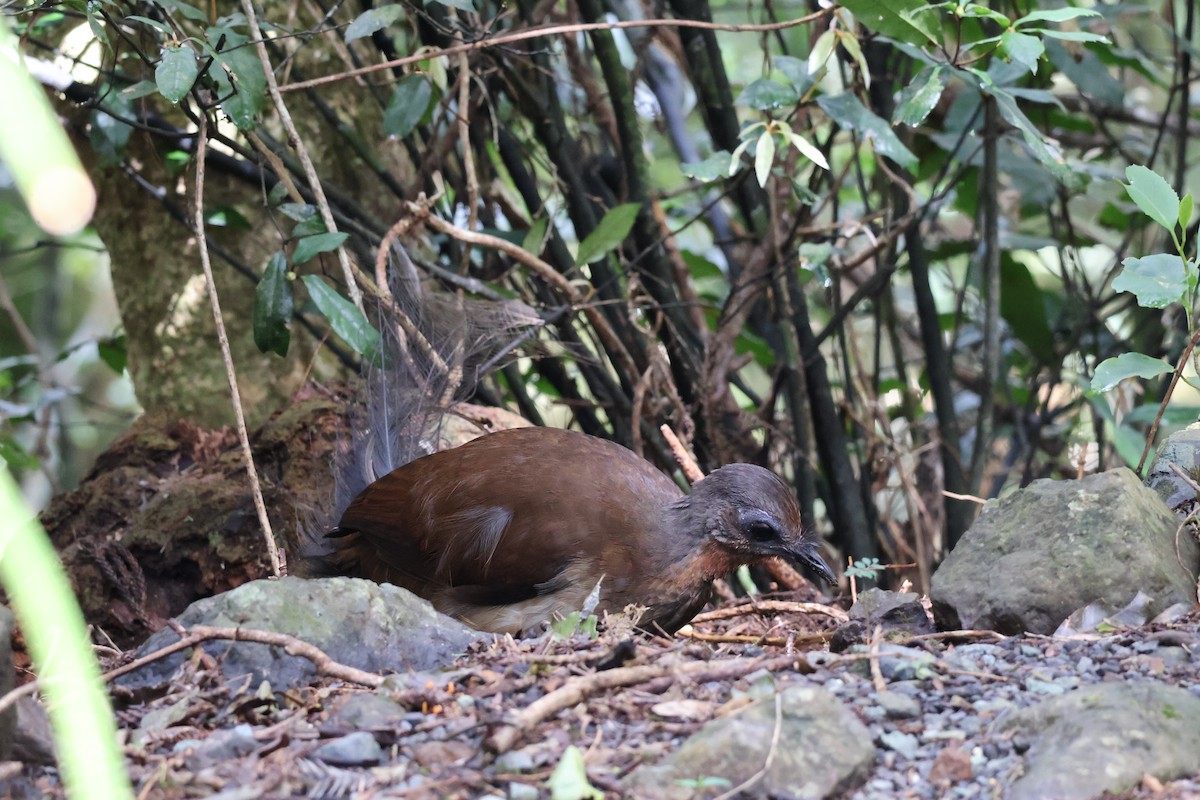 Albert's Lyrebird - ML641398713