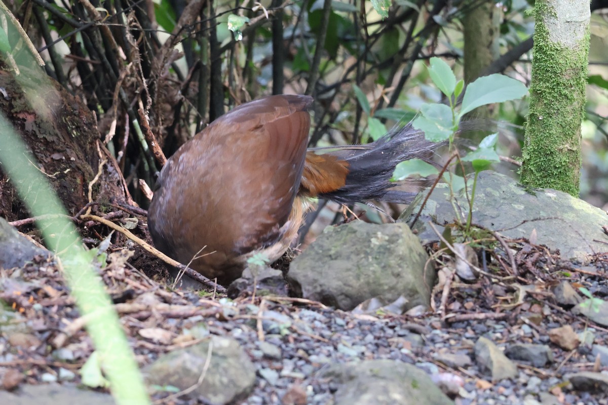 Albert's Lyrebird - ML641398715