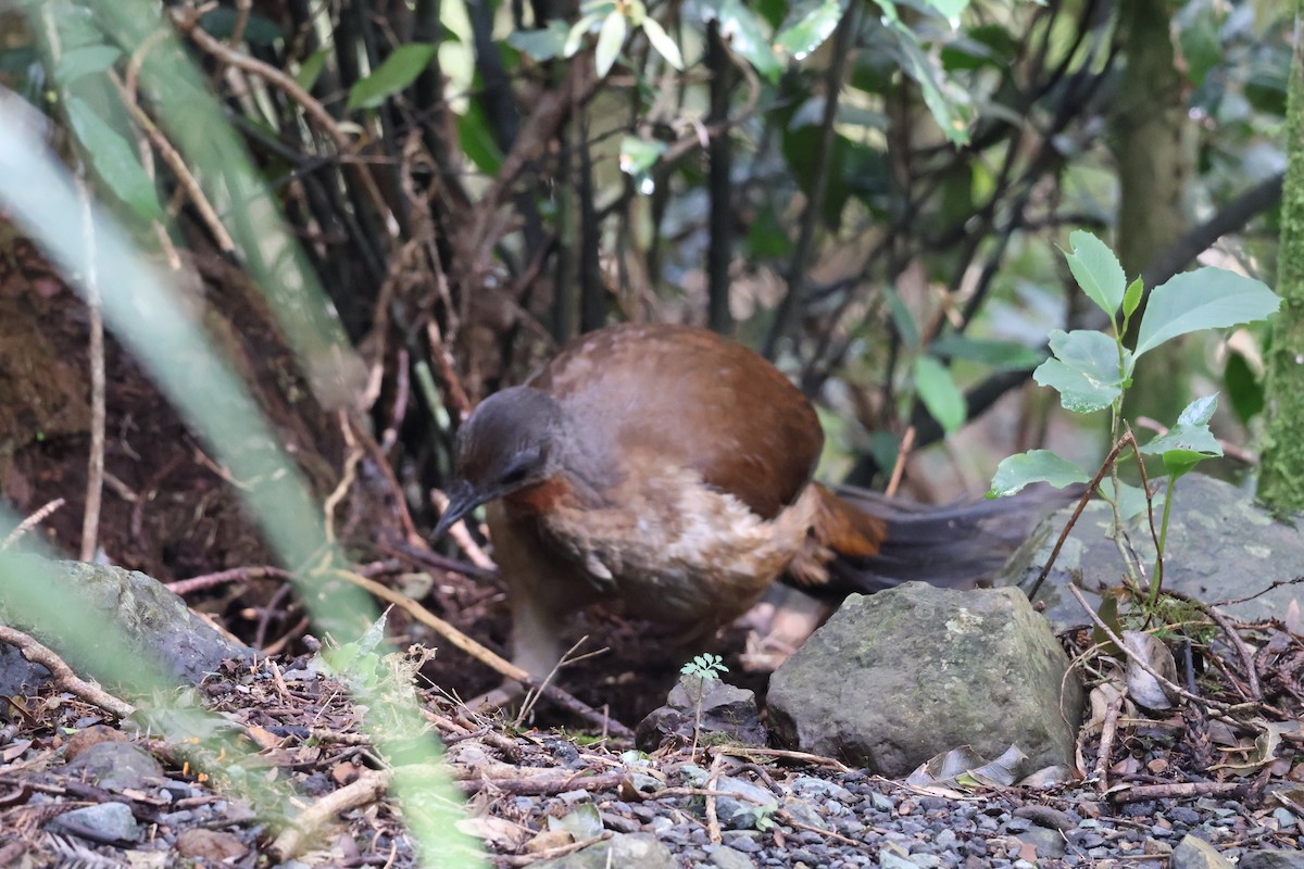 Albert's Lyrebird - ML641398716