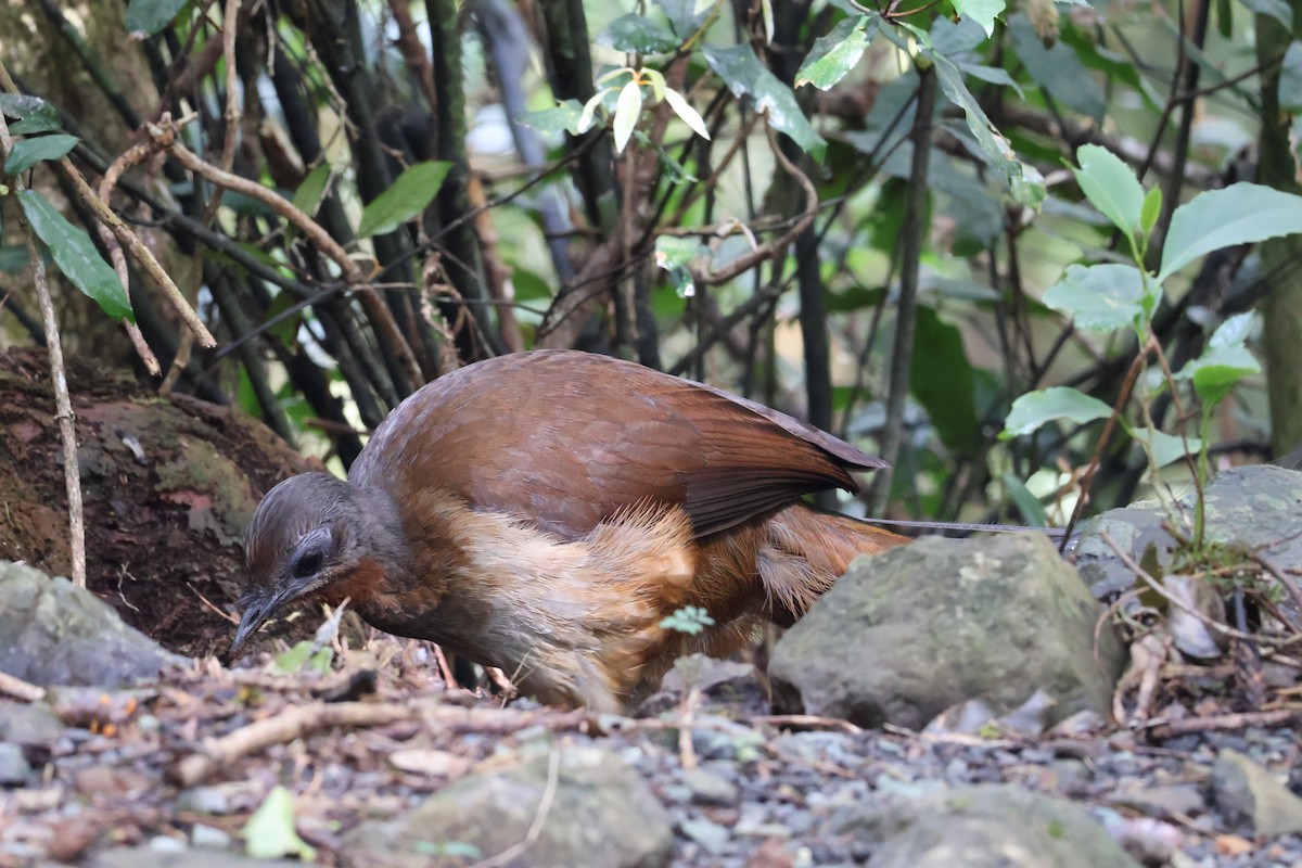 Albert's Lyrebird - ML641398718