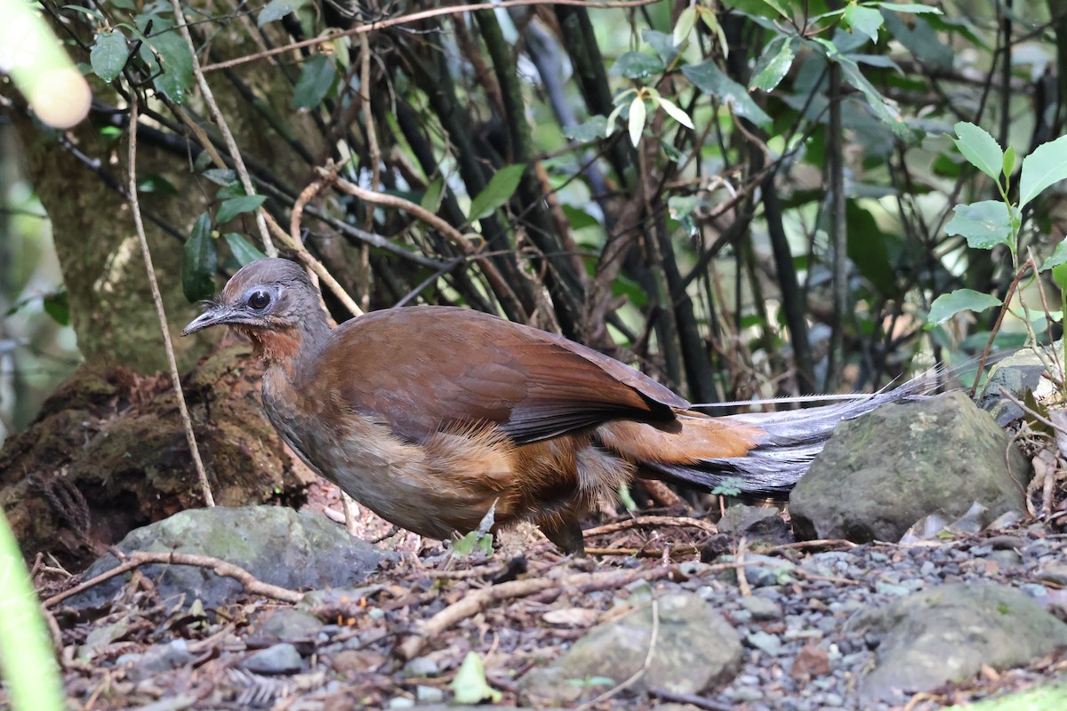 Albert's Lyrebird - ML641398720