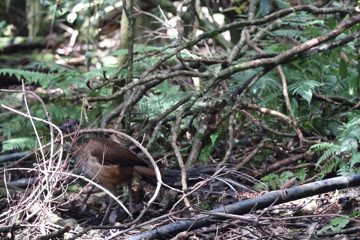Albert's Lyrebird - ML641398721