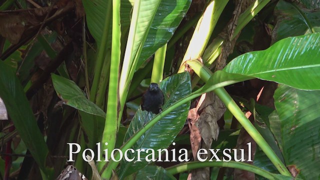 Chestnut-backed Antbird - ML641398727