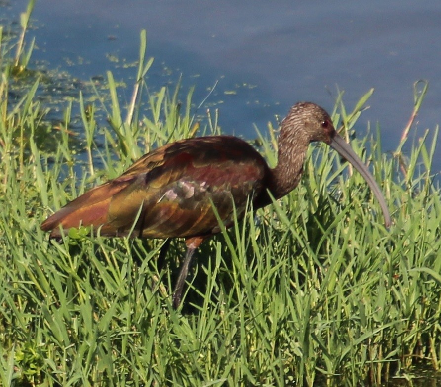 White-faced Ibis - ML641398729