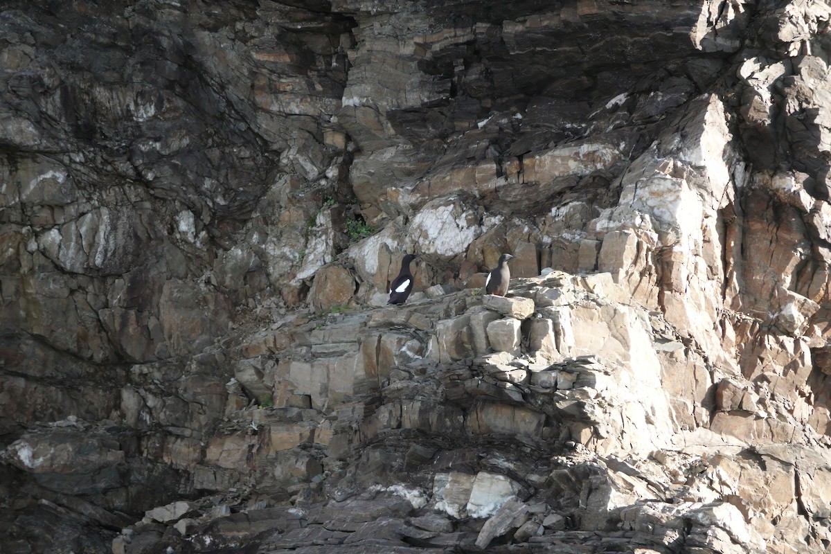 alkoun obecný (ssp. mandtii) - ML641398739