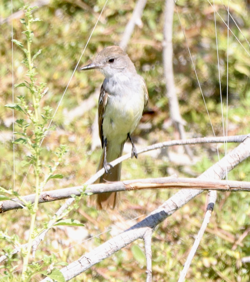 Ash-throated Flycatcher - ML641398740
