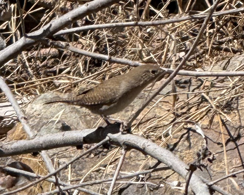 Northern House Wren (Northern) - ML641398750