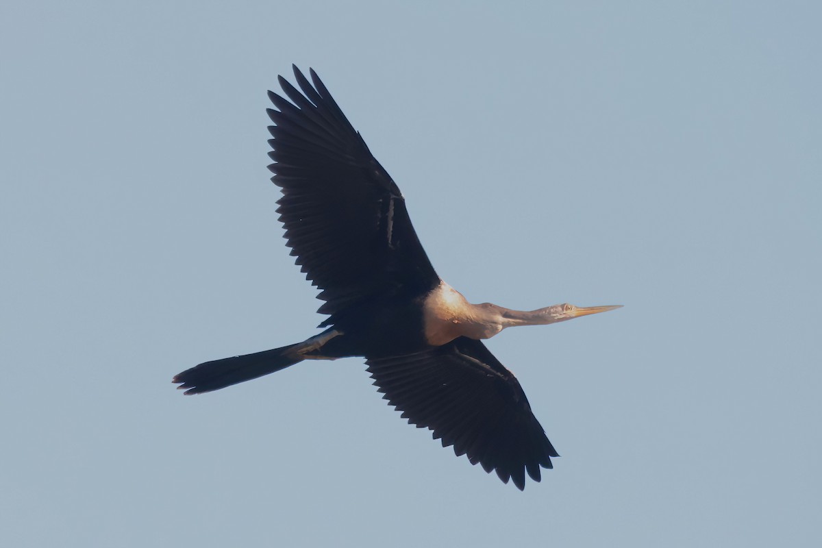 anhinga americká - ML641398751