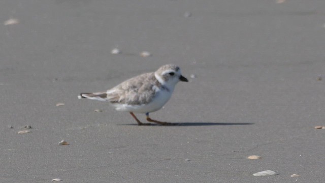 Piping Plover - ML641398753
