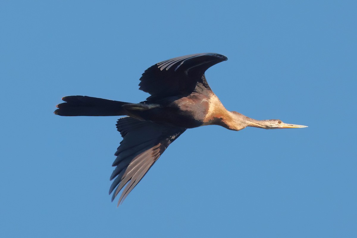 anhinga americká - ML641398754