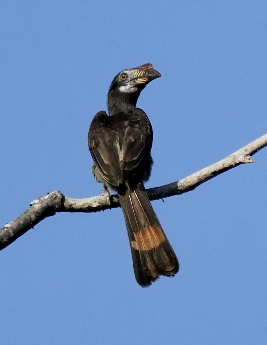 Luzon Hornbill - ML641398755