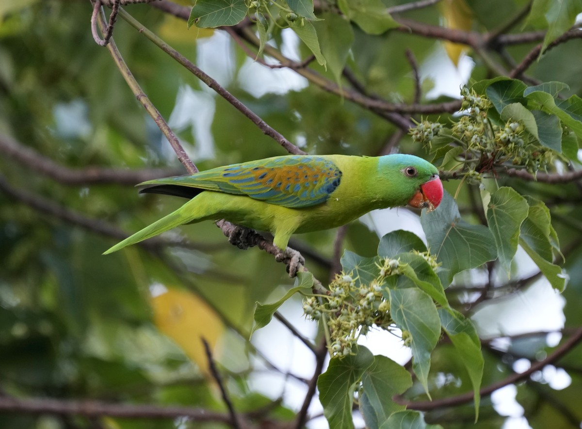Blue-naped Parrot - ML641398758