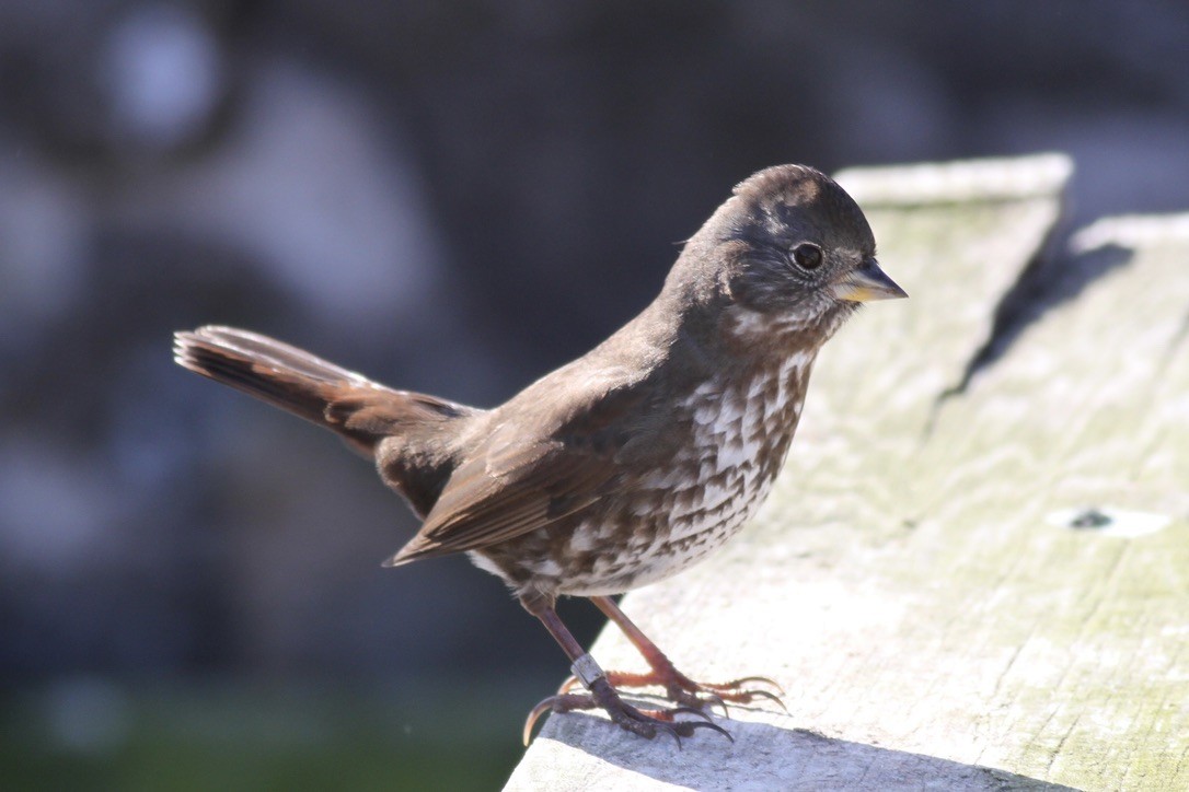 Fox Sparrow - ML641398764