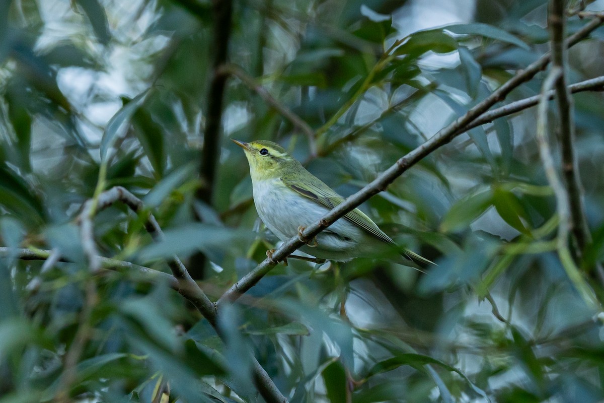 Wood Warbler - ML641398774