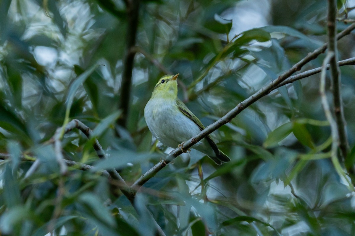 Wood Warbler - ML641398775