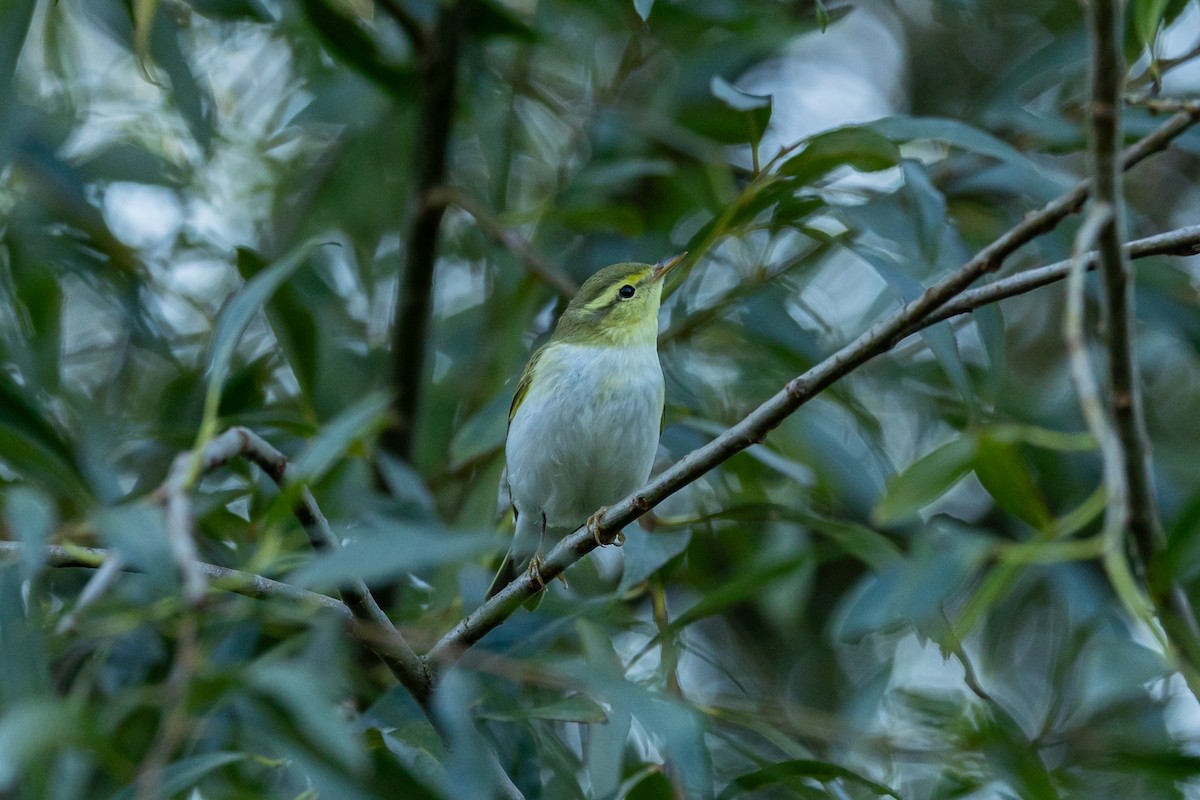 Wood Warbler - ML641398776
