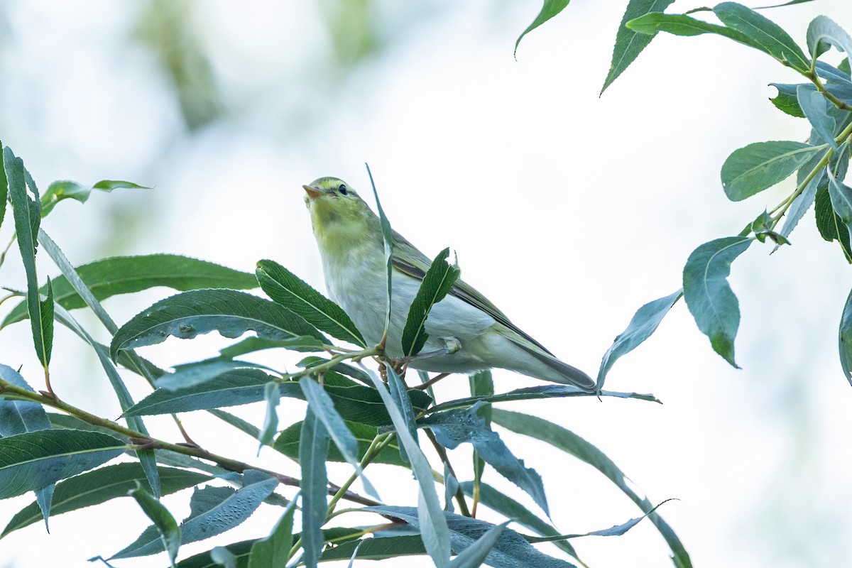 Wood Warbler - ML641398780