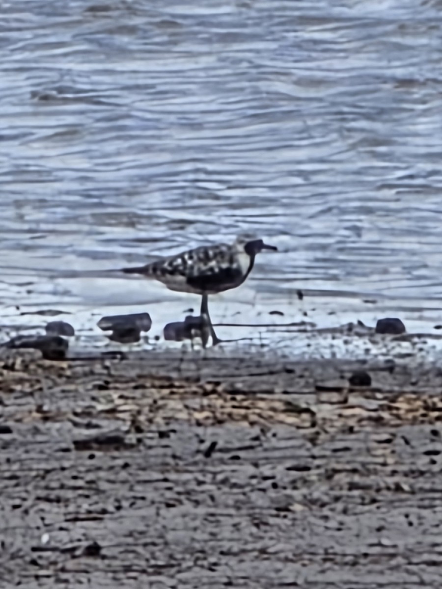 Black-bellied Plover - ML641398815
