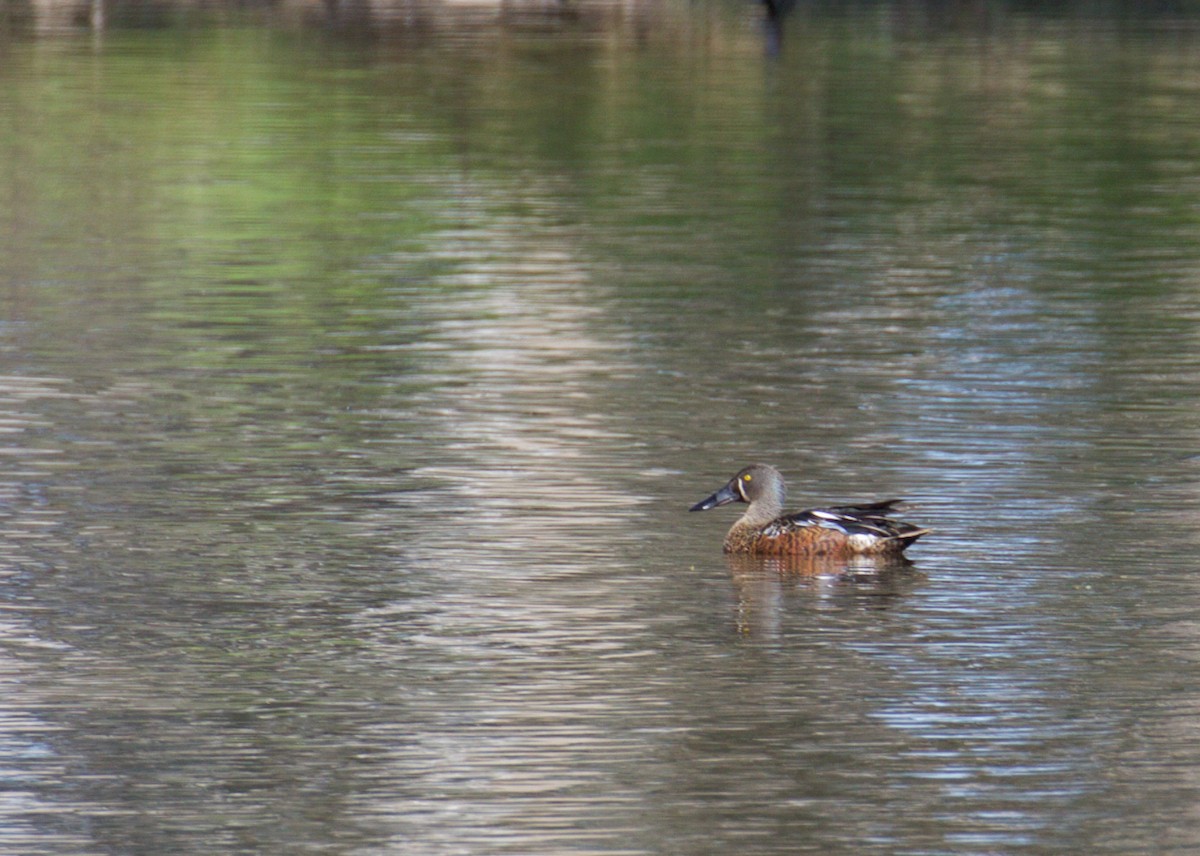 Canard bridé - ML641398834