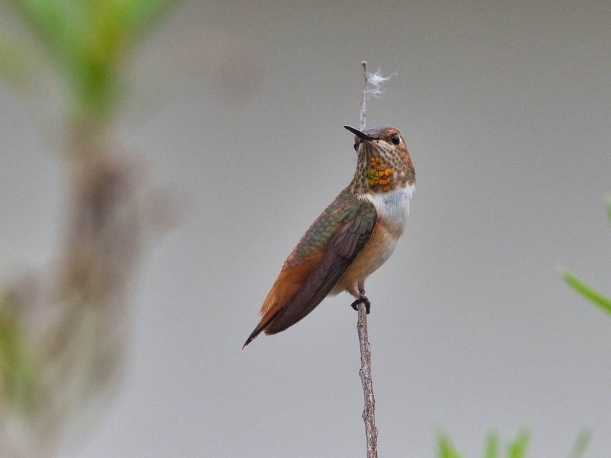 Rufous/Allen's Hummingbird - ML641398836