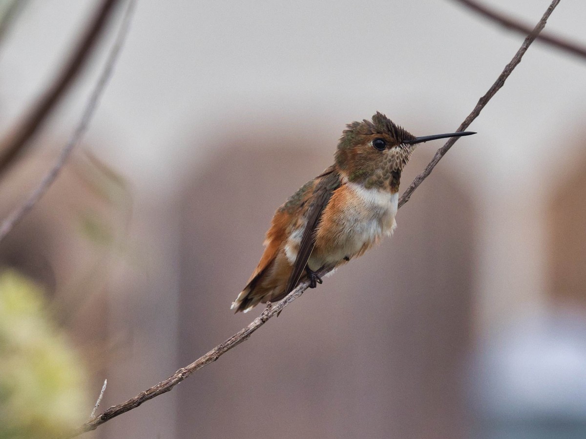 Rufous/Allen's Hummingbird - ML641398838