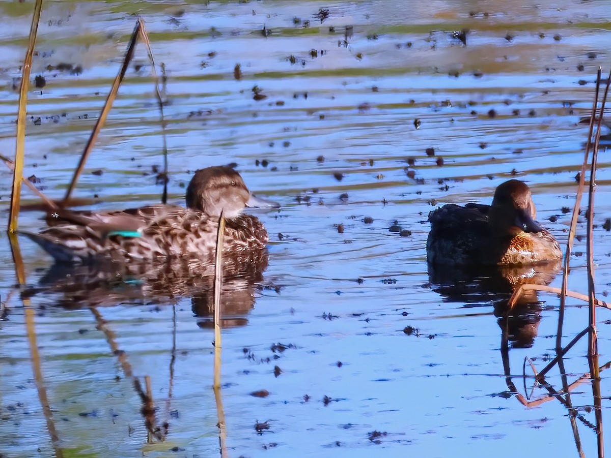 Green-winged Teal - ML641398847