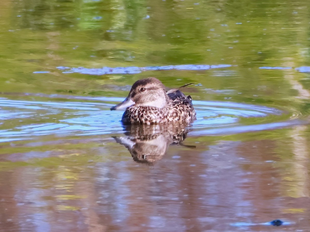 Green-winged Teal - ML641398848