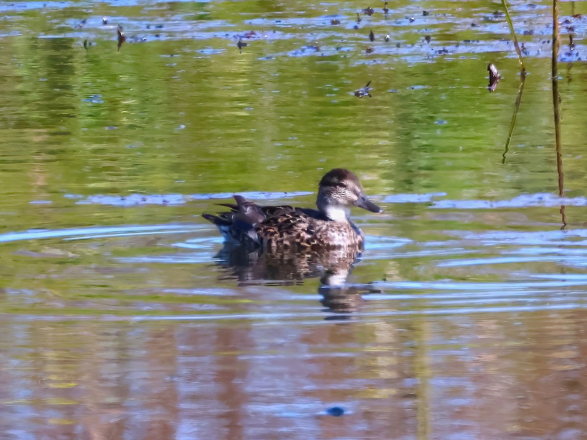Green-winged Teal - ML641398849