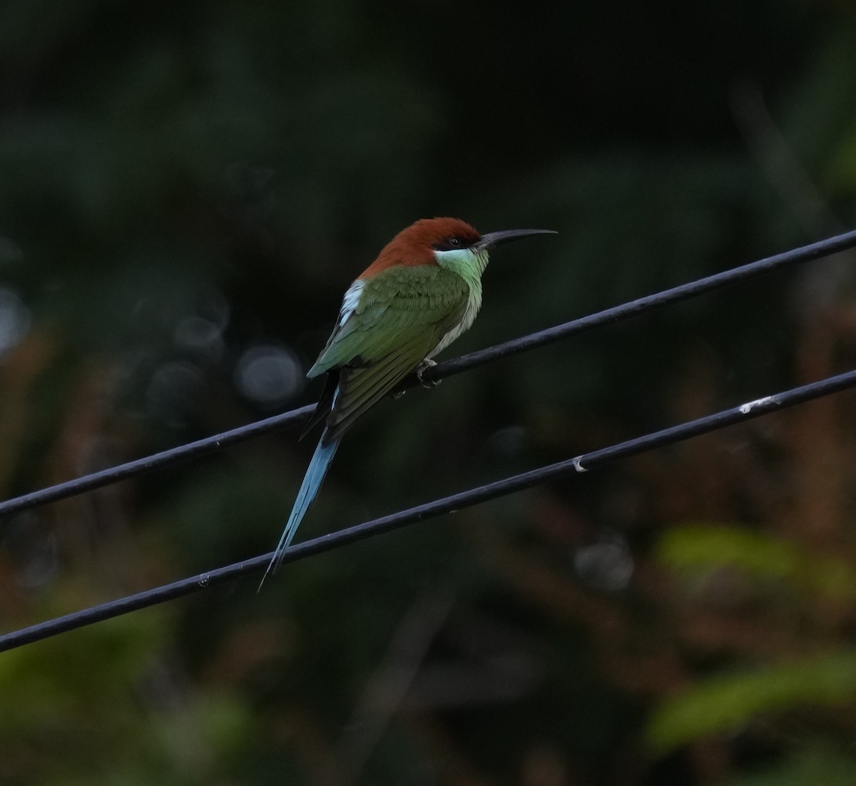 Rufous-crowned Bee-eater - ML641398855