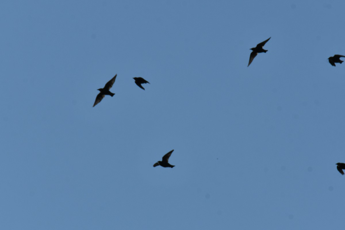 European Starling - ML641398869