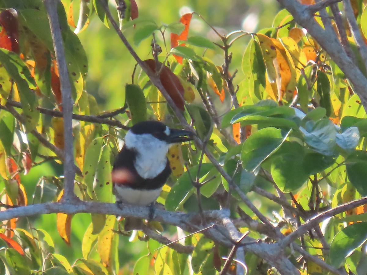 Guianan Puffbird - ML641398870
