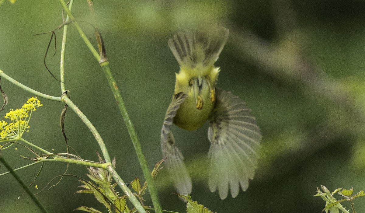 Willow Warbler - ML641398872