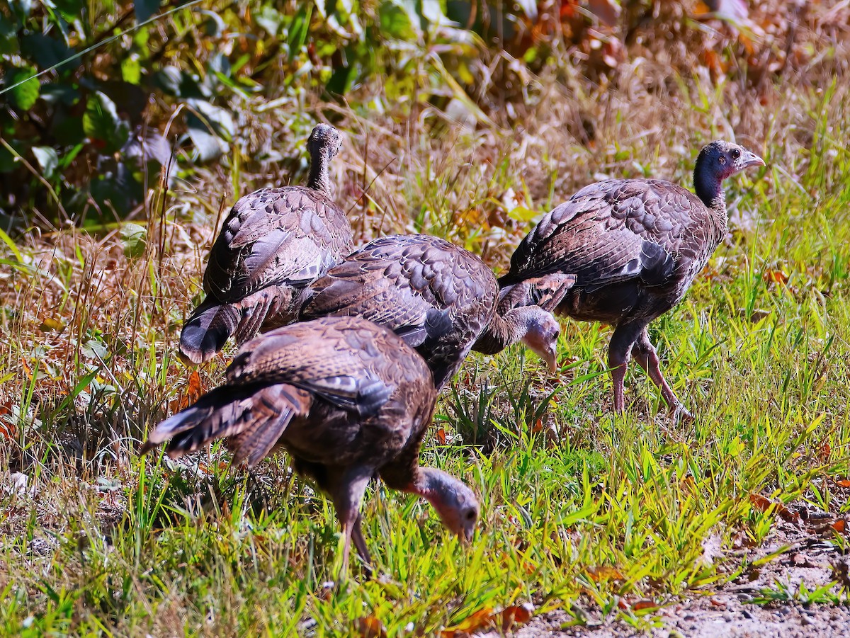 Wild Turkey - ML641398873