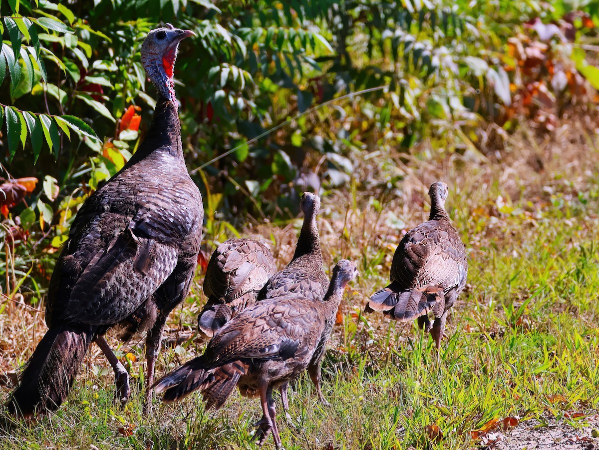 Wild Turkey - ML641398874