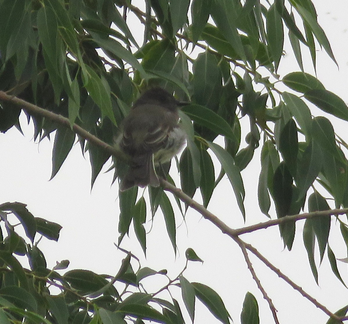 Black Phoebe - ML641398875