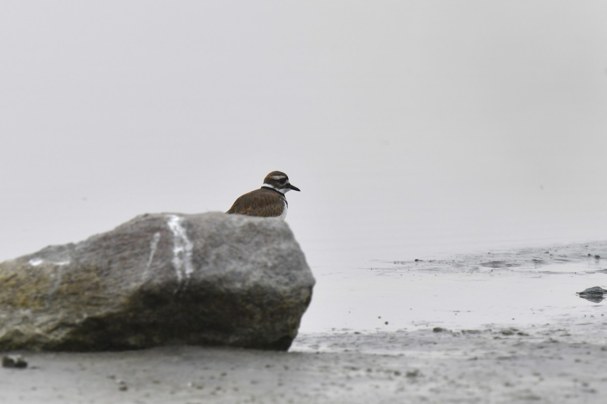 Killdeer - ML641398876