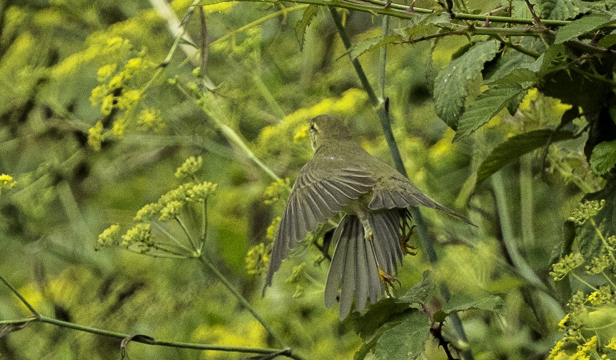 Willow Warbler - ML641398877