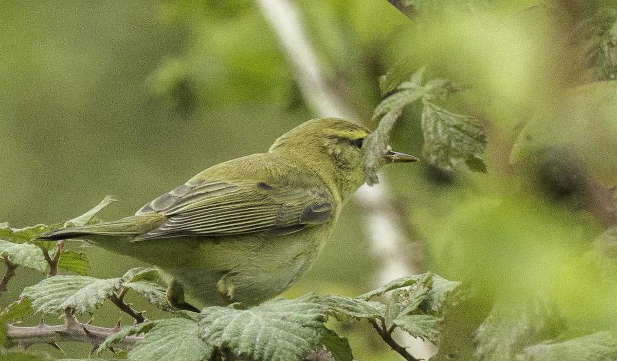 Willow Warbler - ML641398879