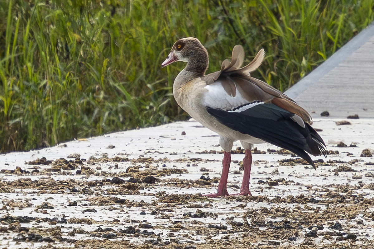 Egyptian Goose - ML641398880